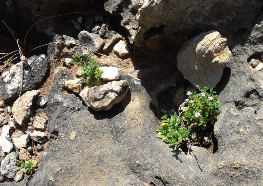 Silene sedoides